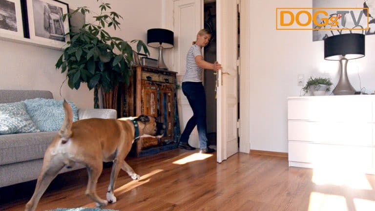 hund bellt wenn es klingelt türsteher dogstv