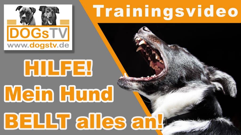 leinenaggression-hund-bellt-alles-an-dogstv