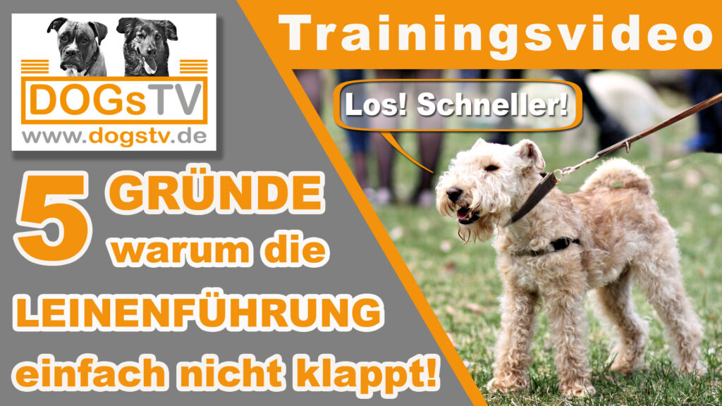 leinenfuehrigkeitstraining klappt nicht dogstv