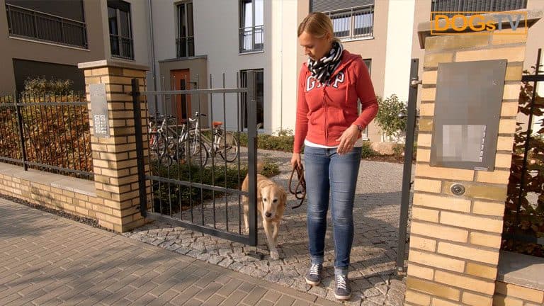 Nachher Leinenführigkeit hund zieht schon an der Tür nachher dogstv