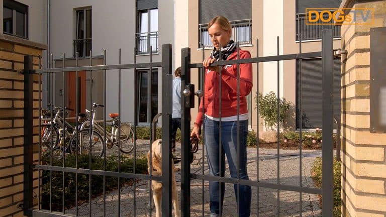 leinenführigkeit hund zieht schon an der tür hund schaut dogstv