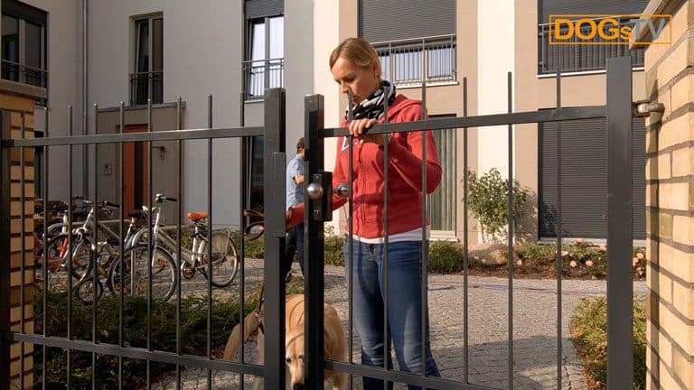 leinenführigkeit hund zieht schon an der tür dogstv
