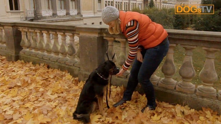 maulkorbtraining hund frisst dogstv