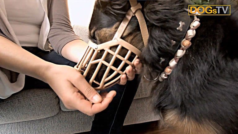 maulkorbtraining hund frisst aus maulkorb dogstv