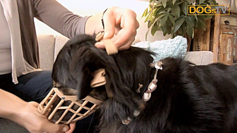 maulkorbtraining hund frisst nackenschliesse dogstv
