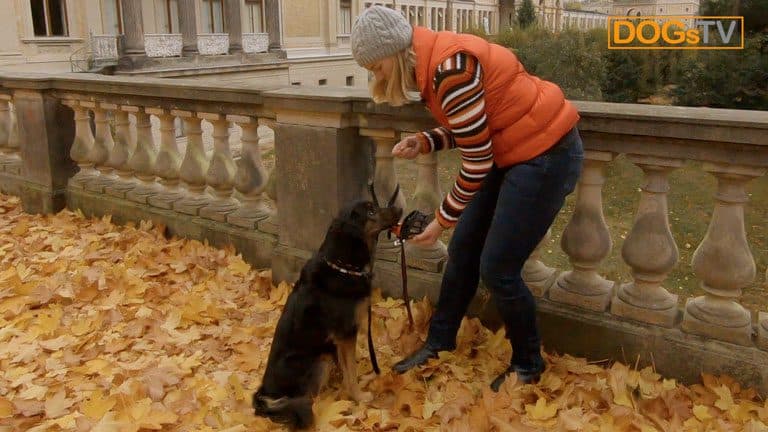 maulkorbtraining hund schnuppert dogstv