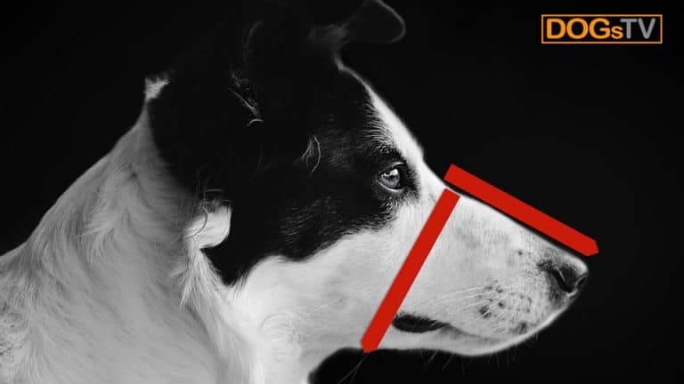 maulkorbtraining hund vermessung maulkorb dogstv