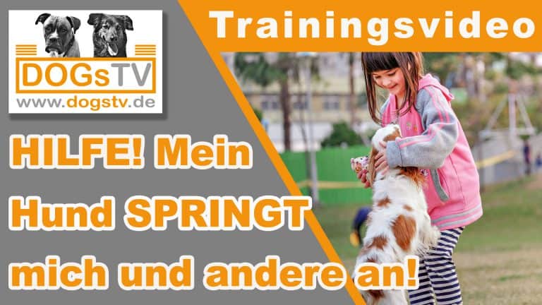 Hund Anspringen abgewöhnen 3 Methoden, die das Anspringen stoppen