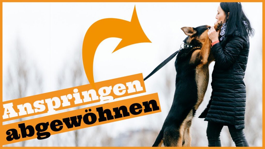 hund anspringen abgewoehnen dogstv