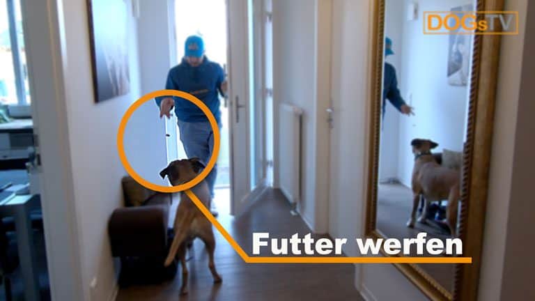 hund anspringen abgewoehnen futter werfen dogstv