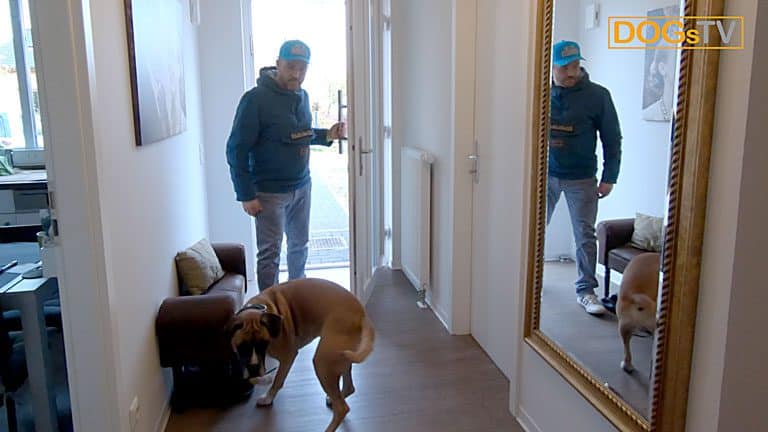 Hund Anspringen abgewöhnen 3 Methoden, die das Anspringen stoppen