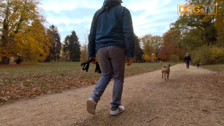 Hund Anspringen abgewöhnen 3 Methoden, die das Anspringen stoppen