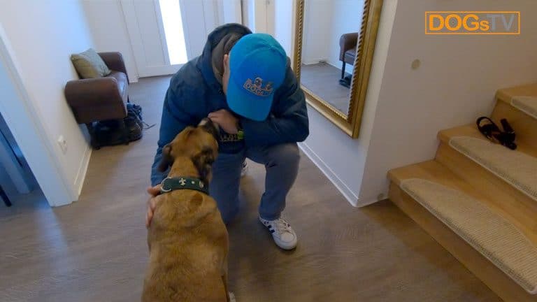 Hund Anspringen abgewöhnen 3 Methoden, die das Anspringen stoppen