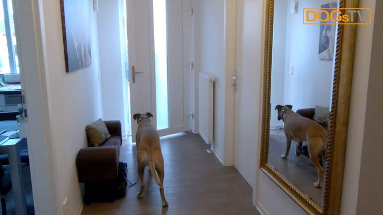 hund anspringen abgewoehnen hund wartet dogstv