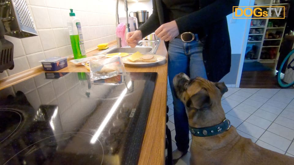 Hund bettelt ständig I Betteln abgewöhnen I Endlich Schluss mit Betteln
