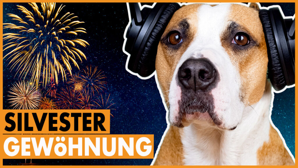 hund an feuerwerk gewoehnen dogstv