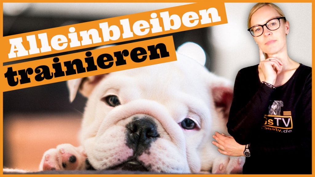 alleinbleiben hund trainieren dogstv