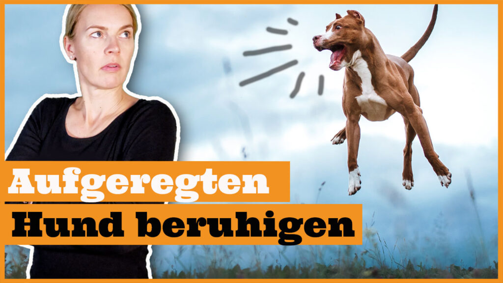 aufgeregten hund beruhigen dogstv