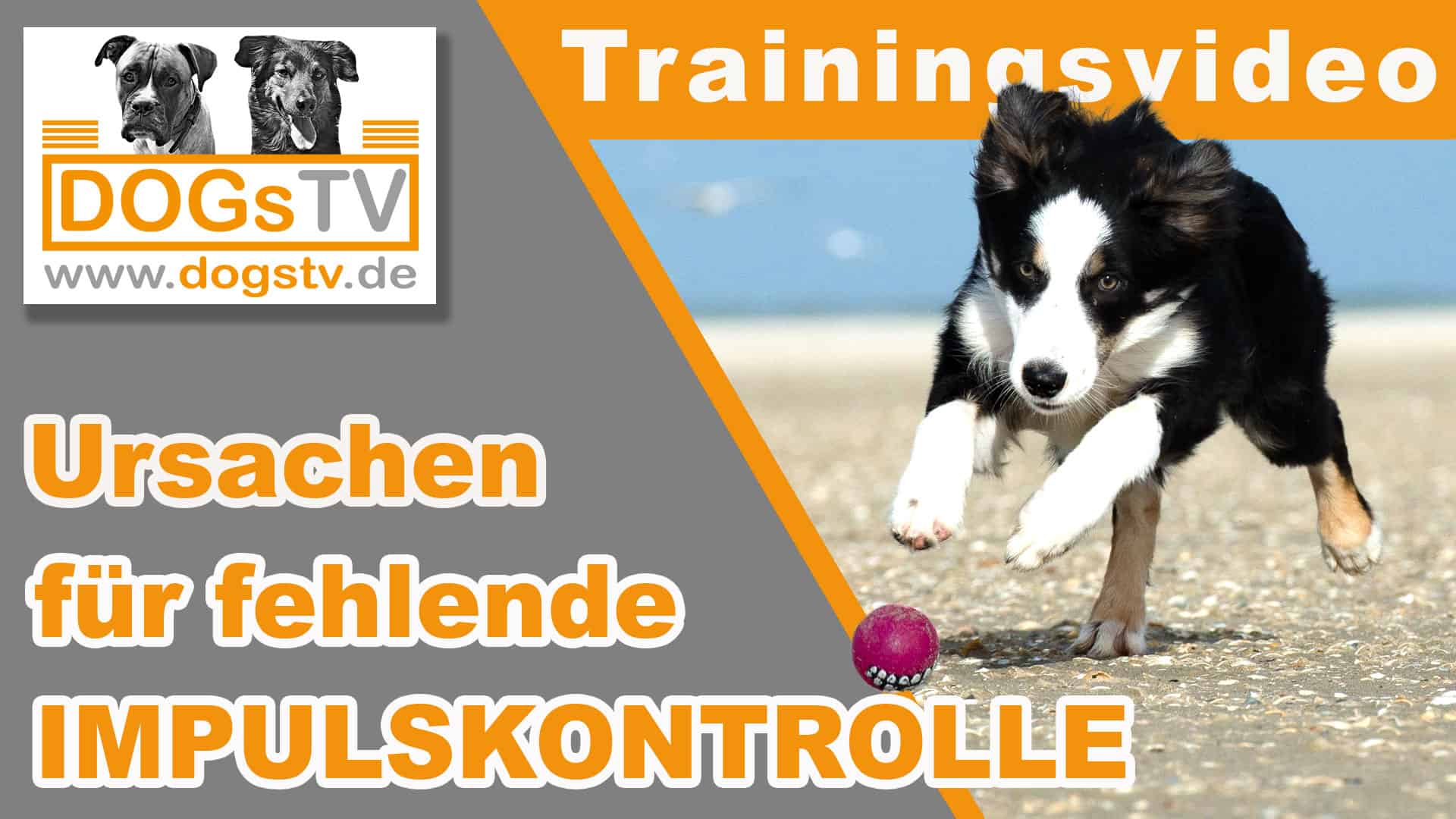 Impulskontrolle Hund So Lernt Dein Hund Selbstbeherrschung