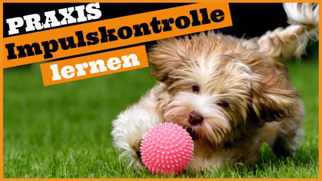 impulskontrolle hund uebungen dogstv