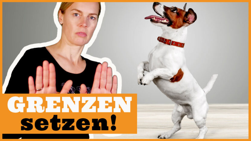 Hund Grenzen setzen und Führung übernehmen Frustrationstoleranz erhöhen