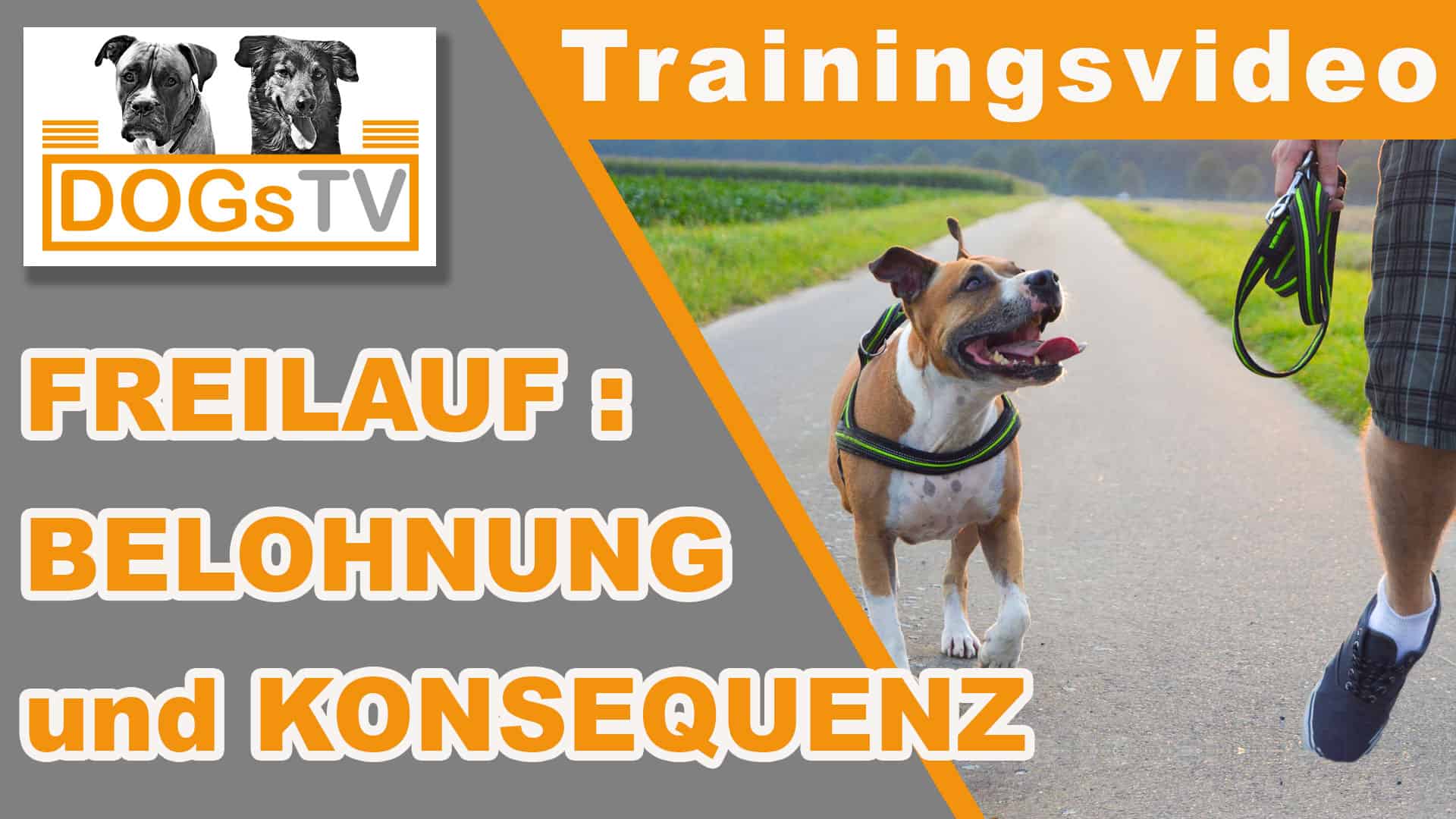 Mehr Freiheit im Freilauf Richtig belohnen, konsequent handeln