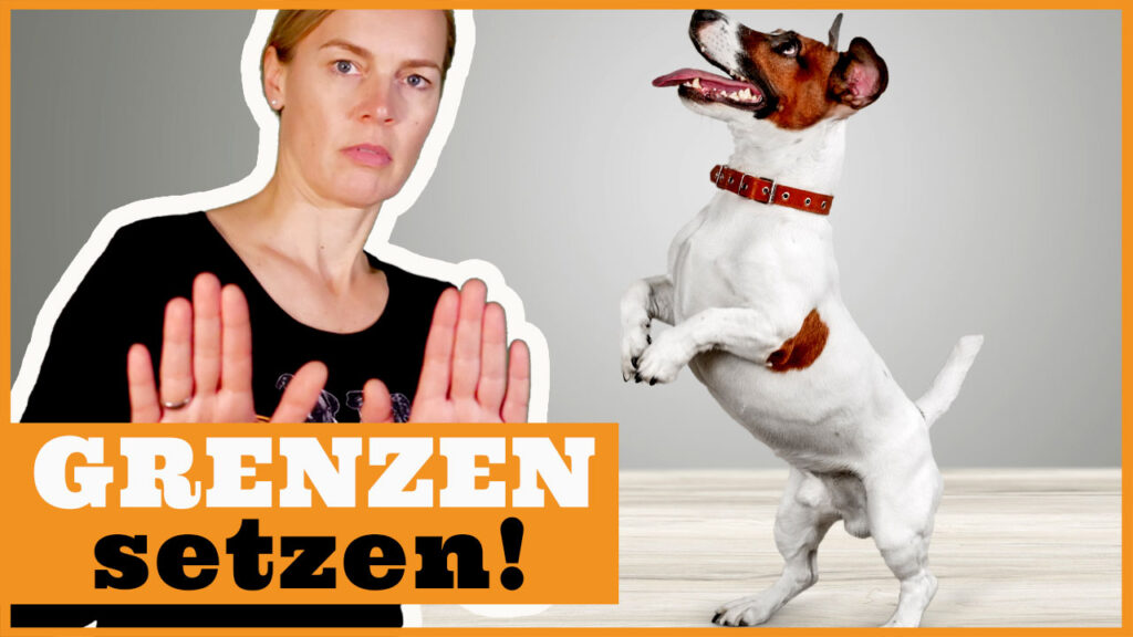 hund grenzen setzen