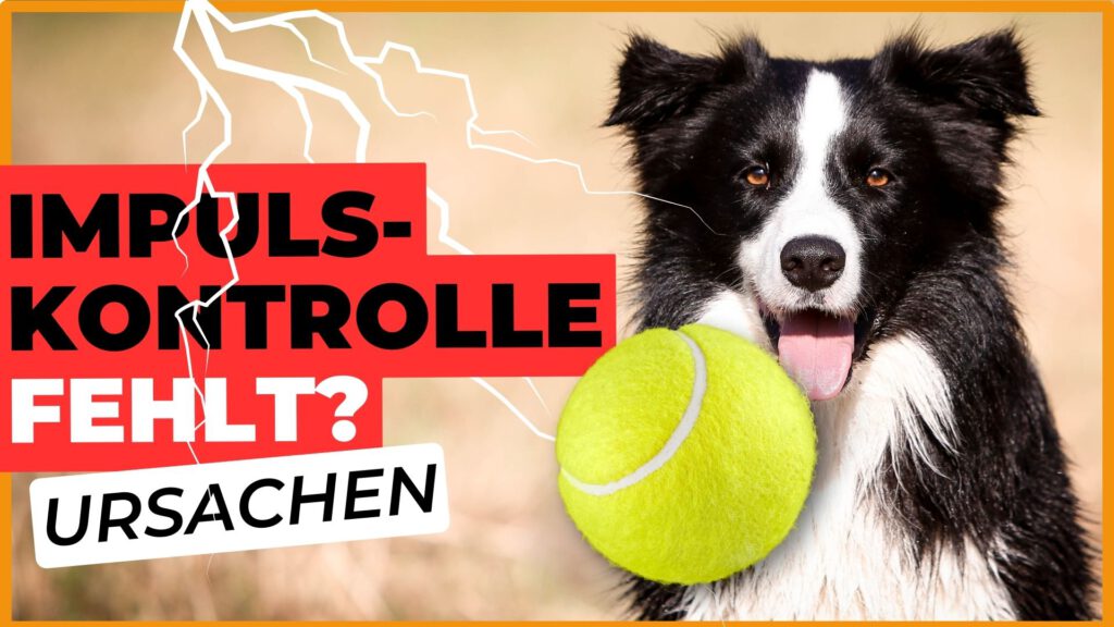 impulskontrolle beim hund dogstv