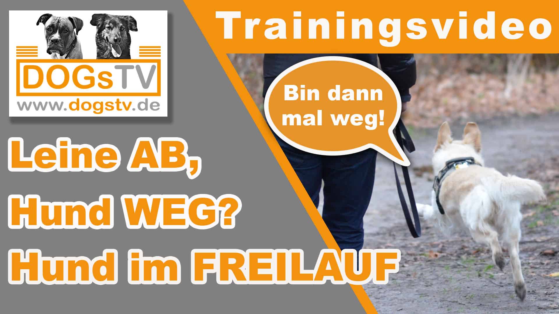 Freilauf Hund Leine ab, Hund weg? Kleine Tricks, große Wirkung!