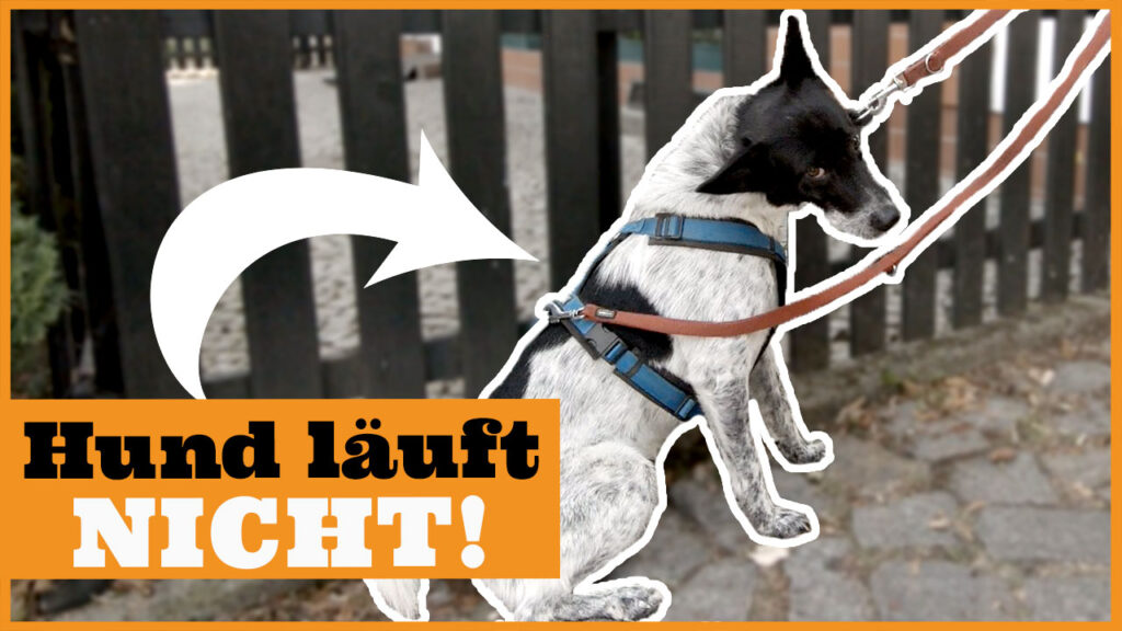 hund bockt an der leine dogstv