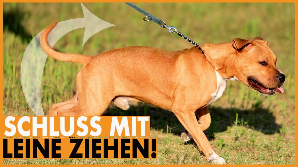 hund zieht an der leine dogstv