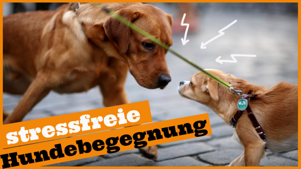 hundebegegnung dogstv