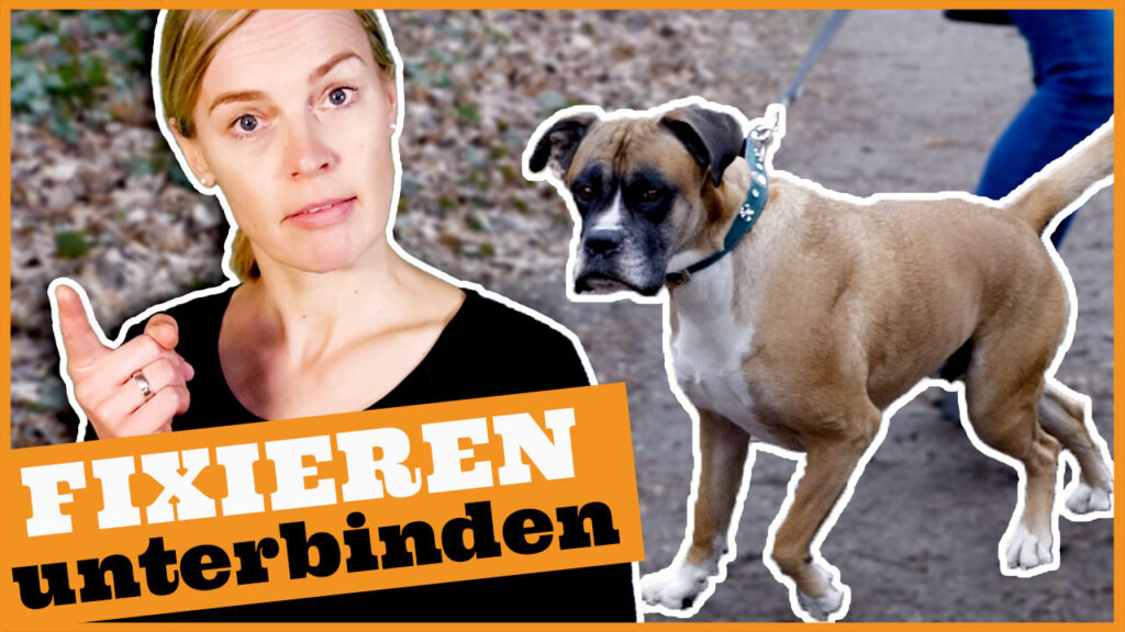 leinenaggression hund dogstv