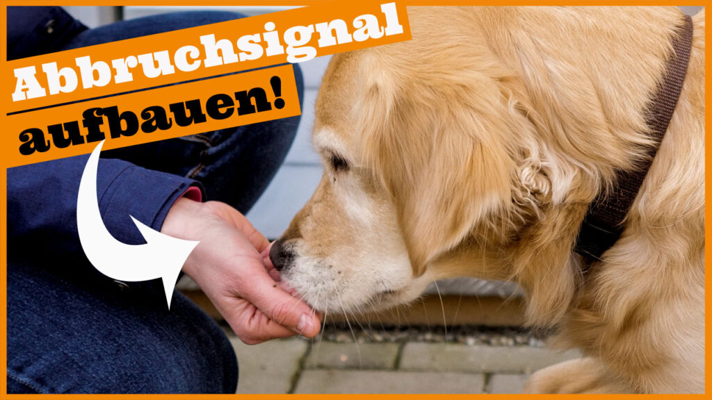 hund tabu aufbauen dogstv