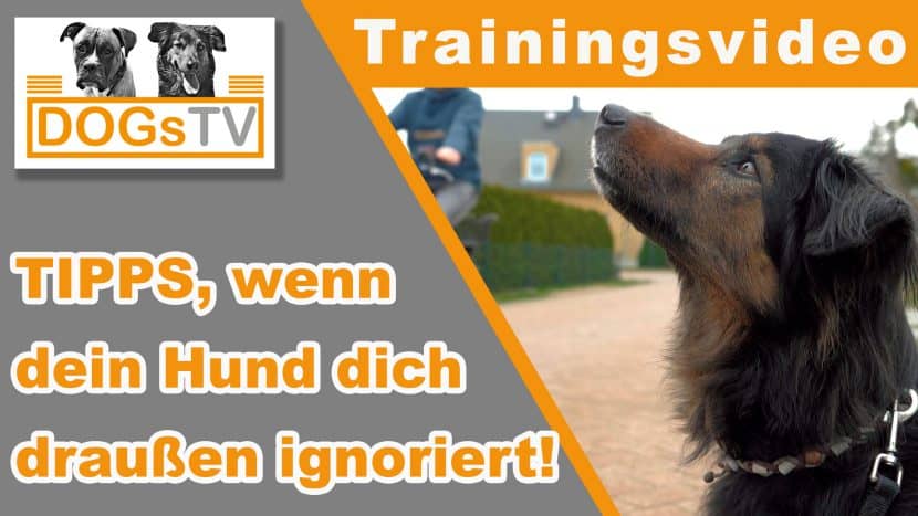 hund hört nicht auf seinen namen