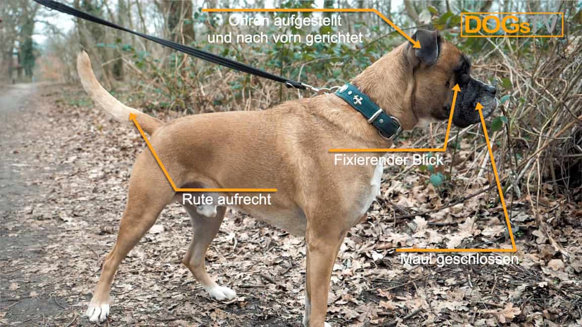 körpersprache hund angespannt dogstv