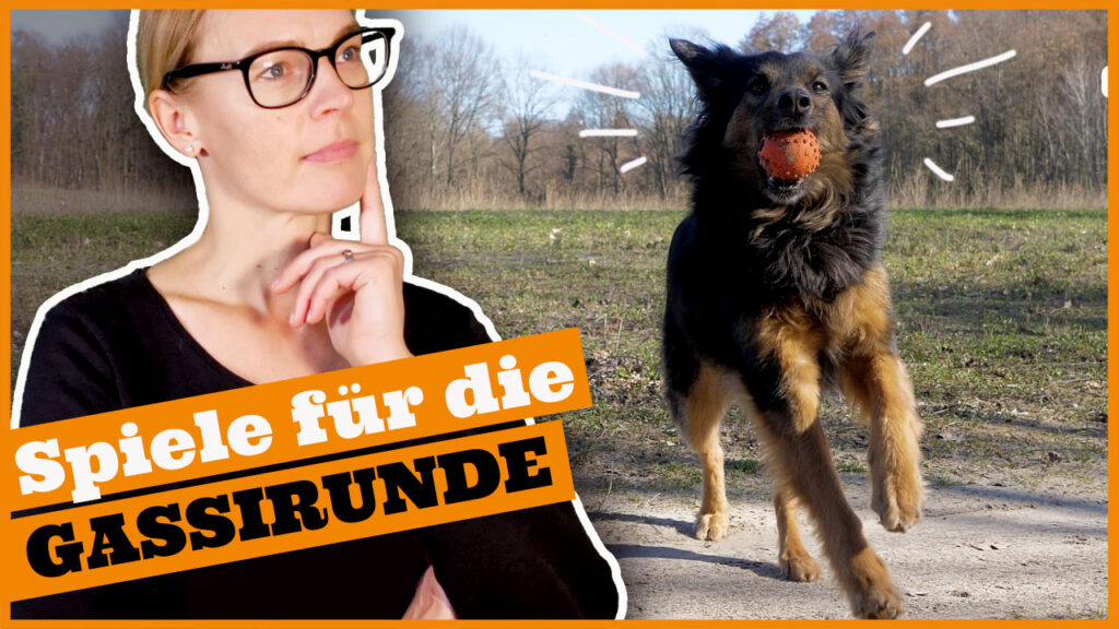 hund unterwegs beschaeftigen dogstv