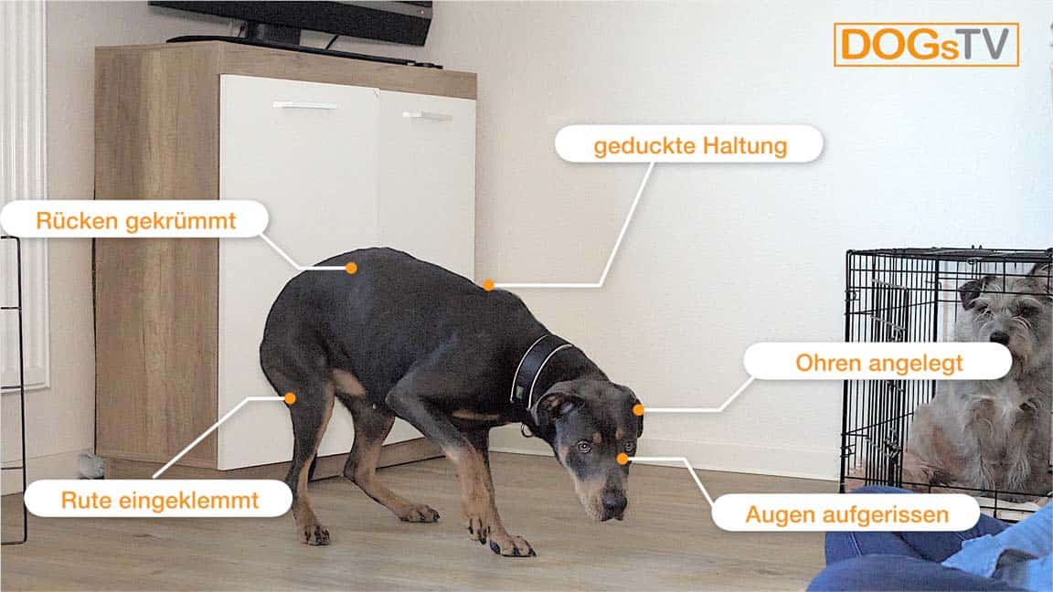 hund hat angst körpersprache dogstv