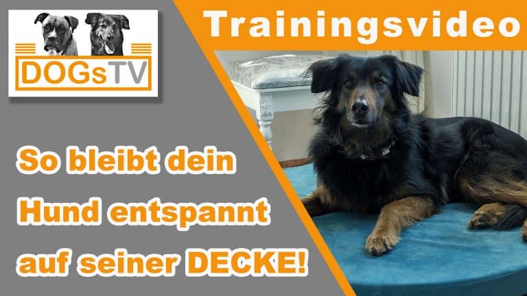 Hund Decke beibringen So bleibt dein Hund auf seiner Decke!
