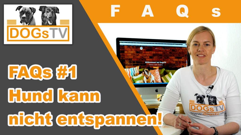 hund kann nicht entspannen dogstv faq