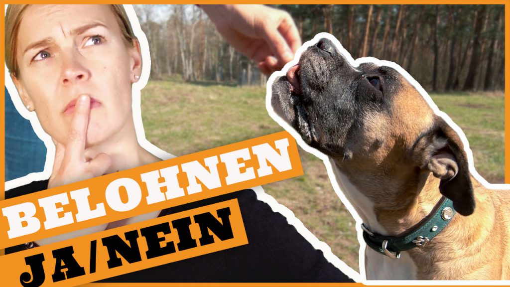 belohnung hund fehler vermeiden dogstv