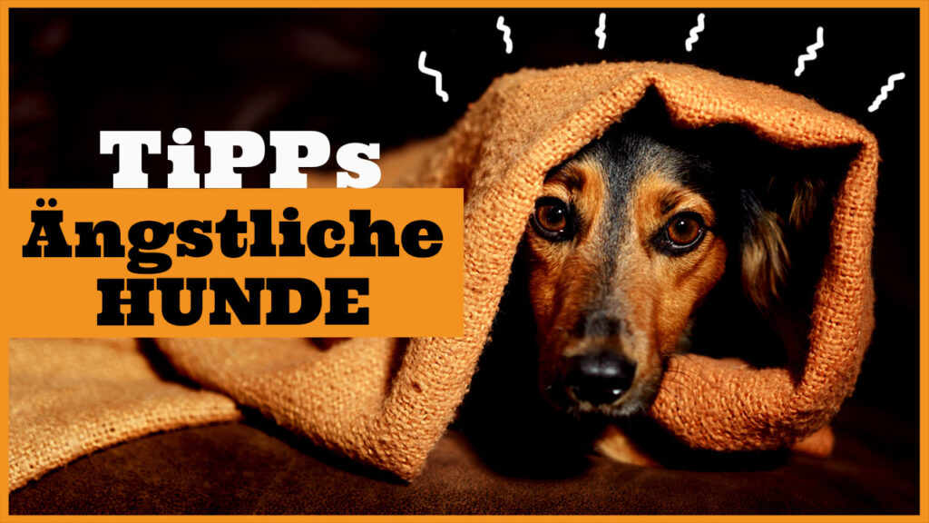 hund hat angst dogstv