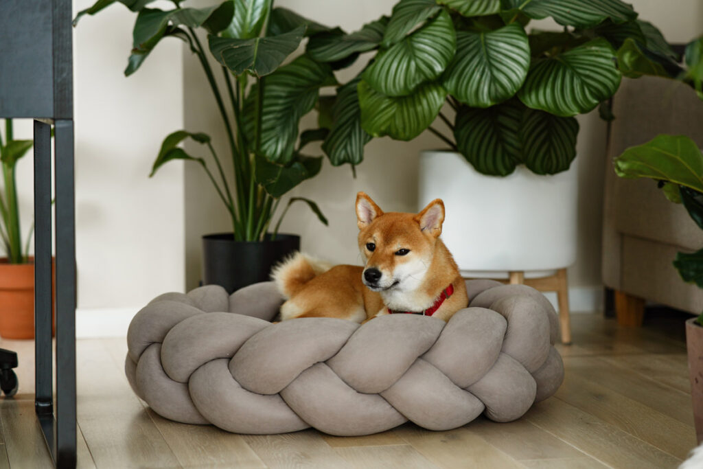 shiba-inu-dog-dreaming-on-cozy-dog-couch-with-exot-2026-03-17-20-21-40-utc hund decke beibringen