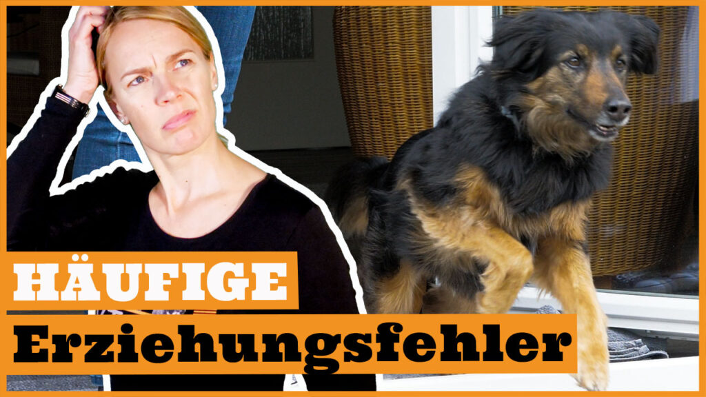 fehler hundeerziehung dogstv