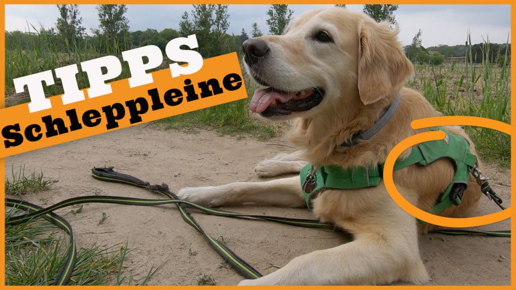 Schleppleine praxis tipps dogstv