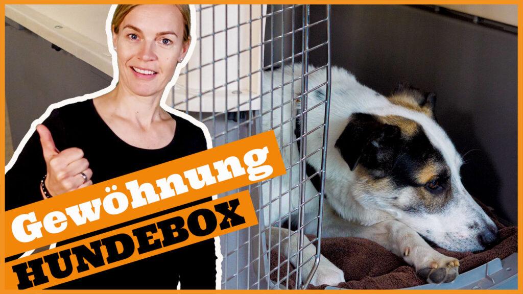 hund an hundebox gewoehnen dogstv