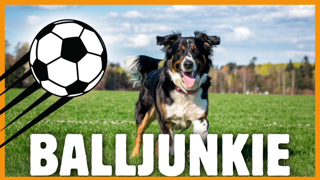 balljunkie ballspiel mit hund dogstv