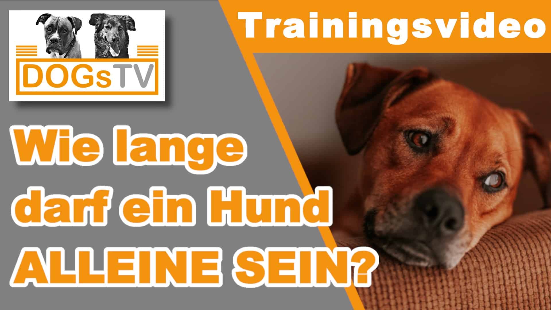 Hund alleine lassen Wie lange kann der Hund alleine bleiben?