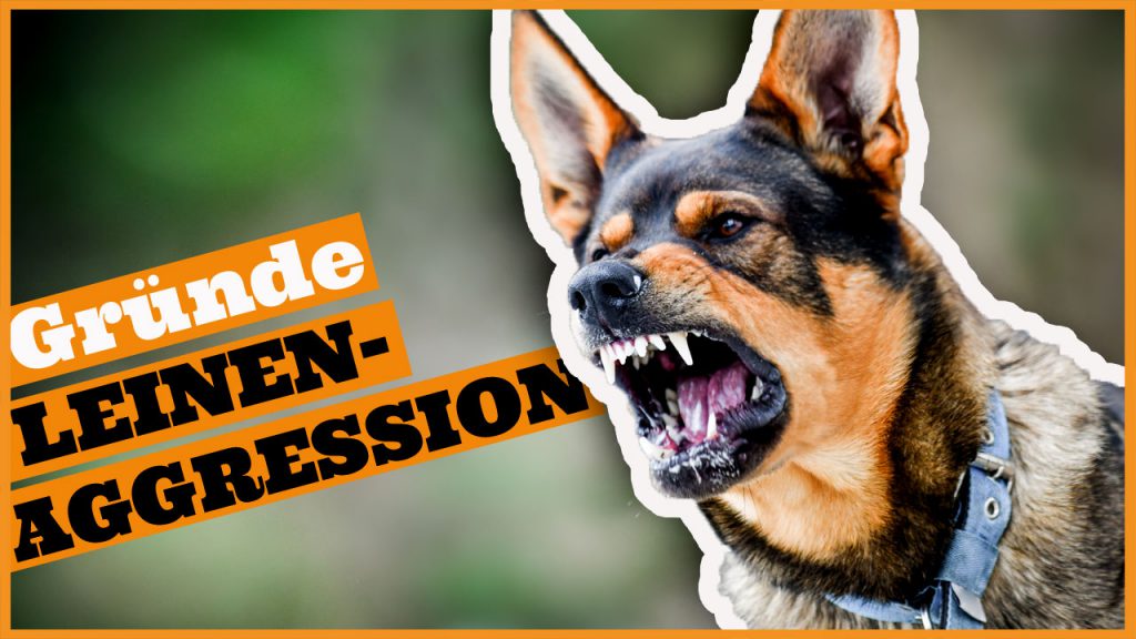 leinenaggression gruende ursachen hund bellt an der leine dogstv