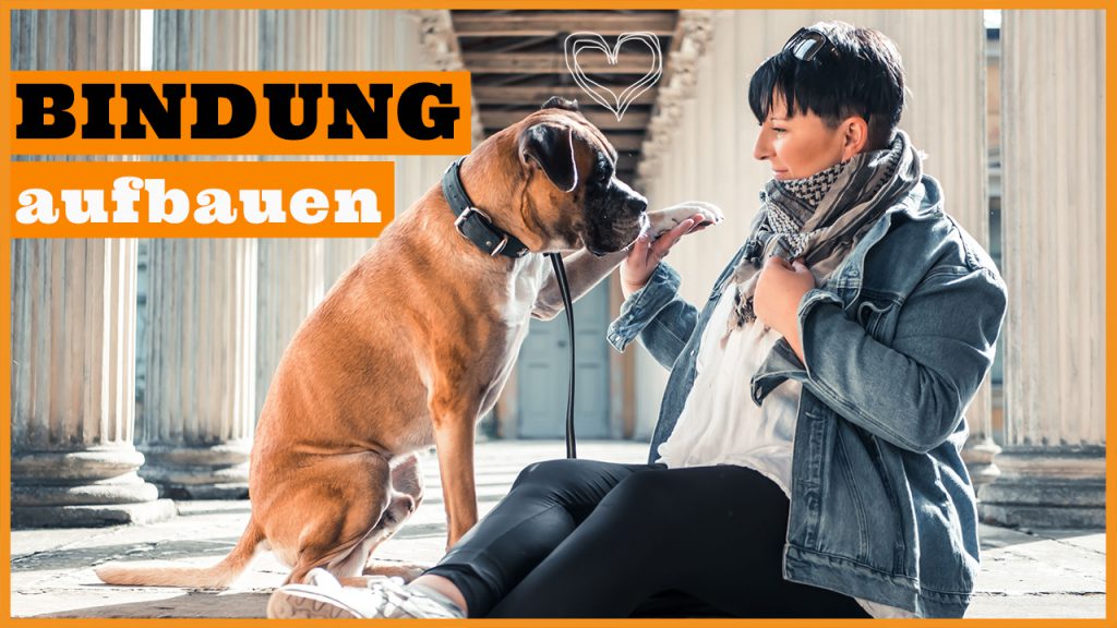 bindung aufbauen zum hund hundetraining dogstv